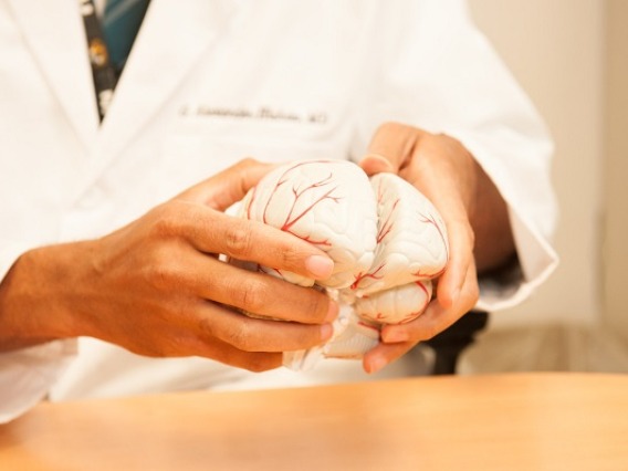 Neurologist showcasing a brain