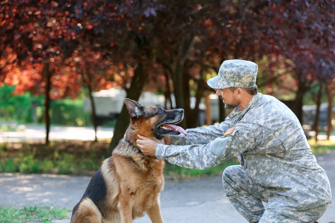 Sitting German shepherd service dog with kneeling man in military uniform