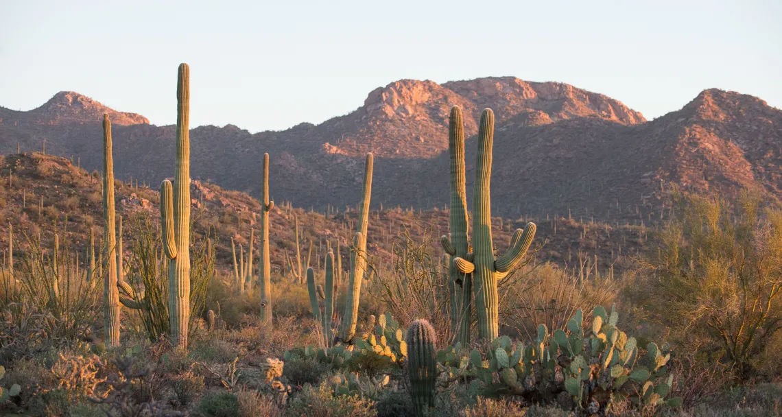 desert landscape