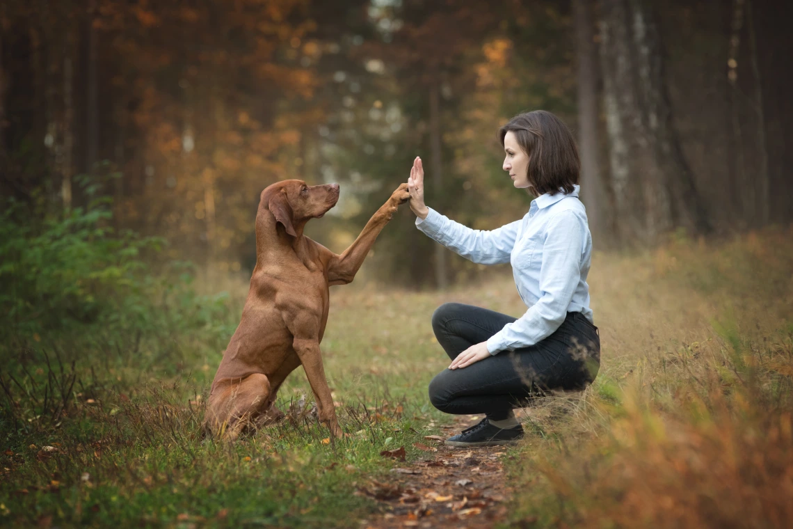 Brown dog holding paw up to hand of woman with dark hair in forest sitting on grass with trees and sunlight