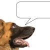 Profile of German Shepherd head on left with blank speech bubble on right